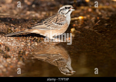 Rock adultes usés (Emberiza cia) au cours de l'automne à Ciudad Real en Espagne. Banque D'Images