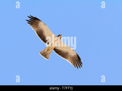 Aigle botté (Hieraaetus pennatus), de la lumière en vol pour mineurs de morphing vu de dessous Banque D'Images