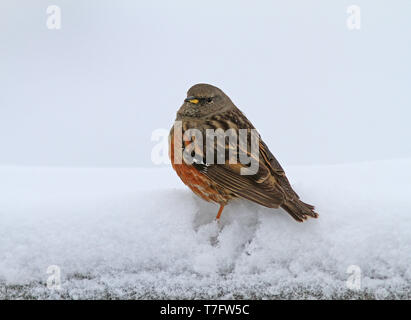 Alpine Accentor (Prunella collaris) des profils dans la neige Banque D'Images