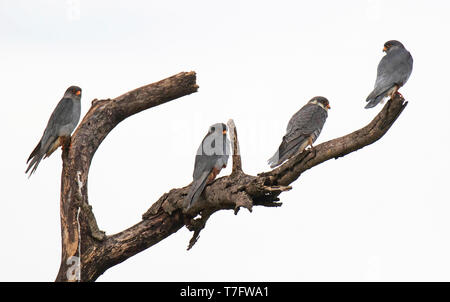 Troupeau d'hivernage d'Amur pèlerin (Falco amurensis) en Afrique du Sud. Banque D'Images