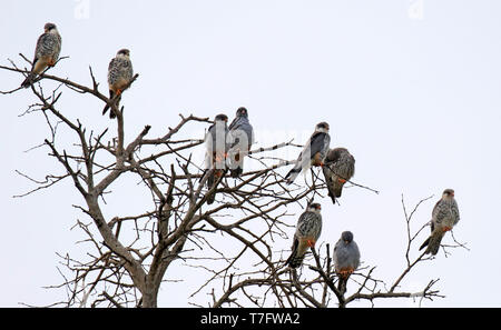 Troupeau d'hivernage d'Amur pèlerin (Falco amurensis) se reposant dans un arbre mort dans un parc de jeu en Afrique du Sud. Banque D'Images