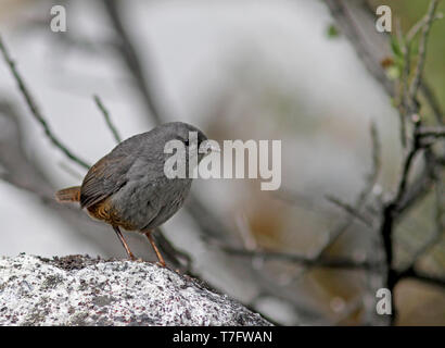 Ancash tapaculo (Scytalopus affinis) perché sur un rocher au Pérou. Banque D'Images