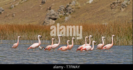 Troupeau de la rare flamant des Andes (Phoenicoparrus andinus) dans un lac andin au Pérou Banque D'Images