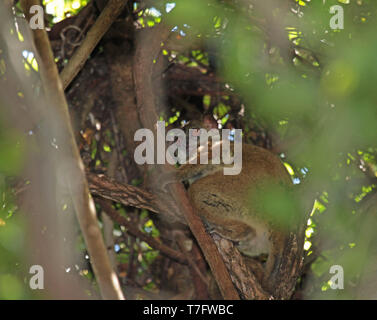 L'Ankarana (Lepilemur ankaranensis), également appelé l'Ankarana weasel lemur, dans son habitat naturel sur Madagascar. Banque D'Images