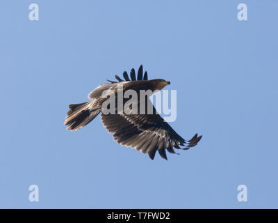 Plus d'hiver première Spotted Eagle (Clanga clanga) en vol, la photo montre la vue du dessus des ailes contre le ciel bleu. Oman Banque D'Images