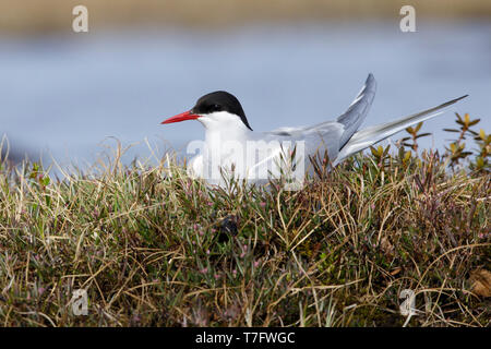 Reproduction adultes Sterne arctique (Sterna paradisaea) sur son nid dans la toundra arctique de Churchill, Manitoba, Canada. Juin 2017 Banque D'Images