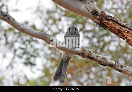 Australian owlet-or (Aegotheles cristatus) pendant la journée de repos en Australie. Banque D'Images