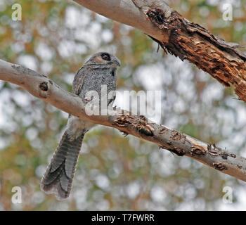 Australian owlet-or (Aegotheles cristatus) pendant la journée de repos en Australie. Banque D'Images