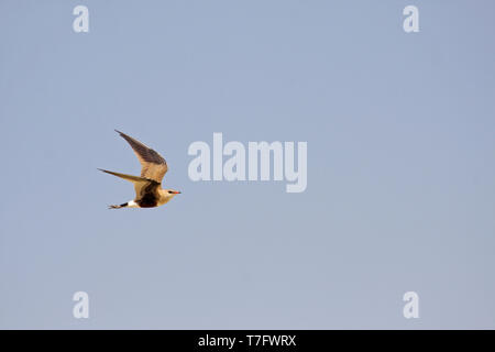 Glaréole australienne (Stiltia isabella) en vol en Australie, vu de profil. Voler contre un ciel bleu en arrière-plan. Banque D'Images