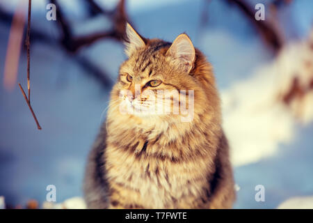 Chaton sibérien mignon assis sur la neige dans le jardin d'hiver Banque D'Images