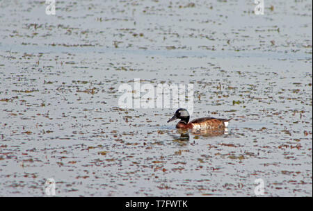 L'homme en danger critique Baer pochard (Aythya baeri) Nager dans un lac chinois. Banque D'Images