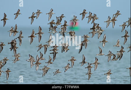 Troupeau d'échassiers à espèces mélangées à la mer des Wadden aux Pays-Bas. Banque D'Images