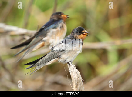 Les jeunes hirondelles rustiques (Hirundo rustica) à Hyères, France. Banque D'Images