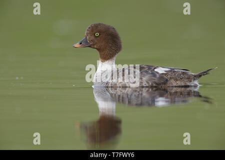 Des profils des Garrots d'Islande (Bucephala islandica) Nager dans un lac dans le Kamloops, en Colombie-Britannique, en juin 2015. Banque D'Images