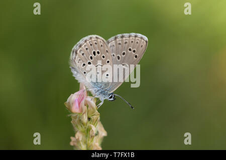 Alcon montagne bleu (Phengaris rebeli), imago reposant sur petite plante dans le Mercantour en France. Banque D'Images