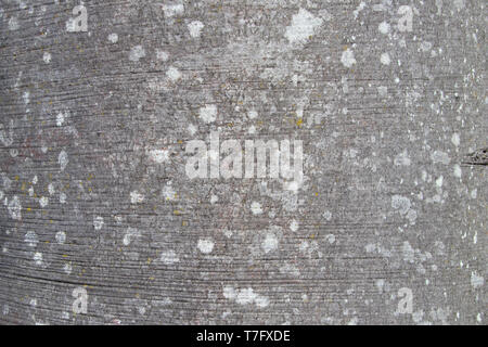 La texture de l'écorce du Hêtre Fagus sylvatica ou Banque D'Images
