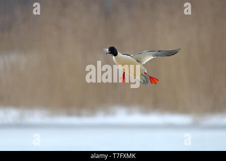 Harle bièvre Mergus merganser, mâle adulte, l'atterrissage en hiver à Gentofte Sø, Danemark Banque D'Images