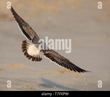 Laughing Gull Larus atricilla megalopterus, 1 stWinter à Cape May, New Jersey, USA Banque D'Images