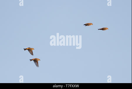 Plusieurs sapins (Loxia pytyopsittacus Parrot) migrer au cours Melby au Danemark. Banque D'Images