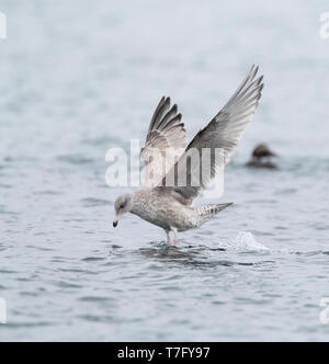 L'immature Goéland argenté (Larus argentatus argentatus) dans le nord de la Norvège dans l'Arctique pendant l'hiver. La recherche de nourriture dans le port. Banque D'Images