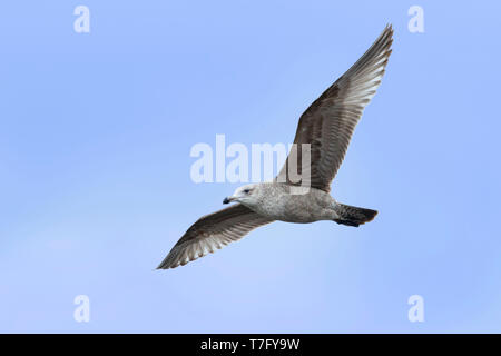 1American Herring Gull (Larus smithsonianus) en vol. Monmouth Co., New Jersey. Mars 2017 Banque D'Images