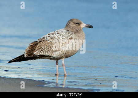 1American Herring Gull (Larus smithsonianus) Ocean Co., New Jersey. Mars 2017 Banque D'Images