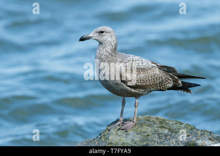 1American Herring Gull (Larus smithsonianus) debout près de la côte. Ocean Co., New Jersey, USA. Mars 2017 Banque D'Images