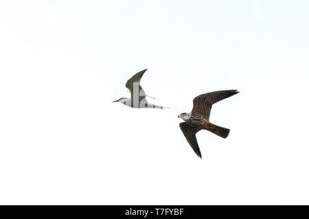 Eurasienne de deuxième année (Falco subbuteo) passe-temps en vol à la poursuite de la sterne pierregarin Banque D'Images