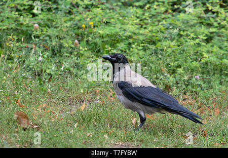 Des profils Hooded crow (Corvus cornix) dans le centre-ville de Berlin Banque D'Images