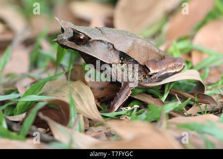La grenouille cornue bec long (Megophrys nasuta), aussi savoir et Malaysian Horned Frog (ou feuille de Malaisie grenouille) est une espèce de grenouille limitée à l'rainfores Banque D'Images