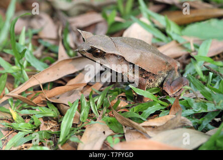 La grenouille cornue bec long (Megophrys nasuta), aussi savoir et Malaysian Horned Frog (ou feuille de Malaisie grenouille) est une espèce de grenouille limitée à l'rainfores Banque D'Images