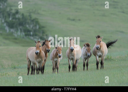 Chevaux de Przewalski (Equus przewalskii) dans le Parc National de Khustain Nuruu, la Mongolie. Une fois éteint à l'état sauvage, maintenant rétabli. Banque D'Images