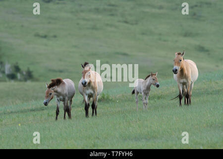 Chevaux de Przewalski (Equus przewalskii) dans le Parc National de Khustain Nuruu, la Mongolie. Une fois éteint à l'état sauvage, maintenant rétabli. Banque D'Images