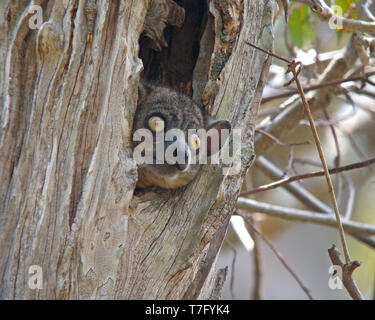 Hubbard (Lepilemur hubbardorum), également connu sous le nom de lémurien, Zombitse sportive dans son habitat naturel sur Madagascar. Regardant par slee Banque D'Images