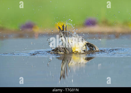 Chardonneret élégant immature, Onvolwassen Putter Banque D'Images