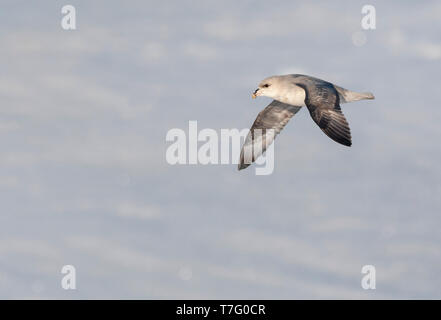 Le Fulmar boréal (Fulmarus glacialis) en vol à Svalbard, Norvège. Banque D'Images