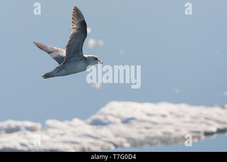 La phase sombre le Fulmar boréal (Fulmarus glacialis) en vol à Svalbard, Norvège. Banque D'Images