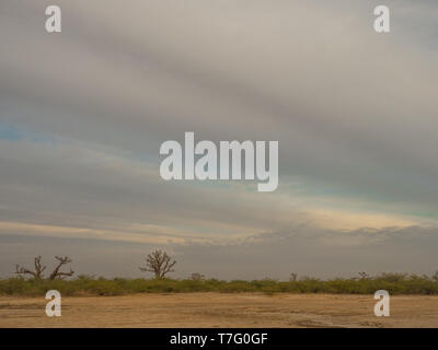 Baobabs unique sur la steppe africaine durant la saison sèche. Les arbres du bonheur, au Sénégal. L'Afrique. Banque D'Images