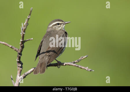 Paruline des adultes (Parkesia noveboracensis) perché dans les petits bush sur la toundra sur la péninsule de Seward, Alaska, USA en juin. Banque D'Images