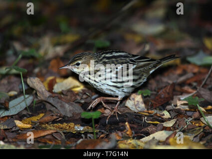 Vagrant Pechora Sprague (Anthus gustavi) au début octobre sur l'île d'Ouessant en France. Marcher sur le terrain. Banque D'Images