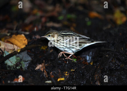 Vagrant Pechora Sprague (Anthus gustavi) au début octobre sur l'île d'Ouessant en France. Marcher sur le terrain. Banque D'Images