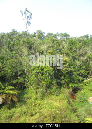 La forêt tropicale luxuriante dans la réserve spéciale Analamazoatra (également connu sous le nom de Perinet), partie de Parc National Parc Mantadia- Andasibe à Madagascar. Banque D'Images