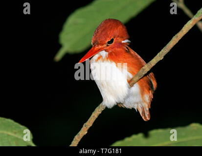 (Malgache adultes Corythornis madagascariensis) perché dans le sous-étage des forêts tropicales de Madagascar. Banque D'Images