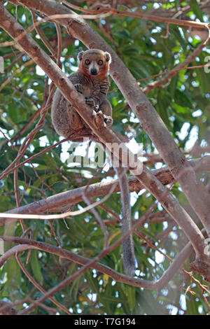 Lémurien à la façade rouge (Eulemur rufifrons), également connu sous le nom de sud à la façade rouge ou brun à la façade rouge, lemur est une espèce endémique de lemur de Madagasc Banque D'Images