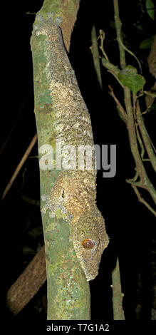 Gecko à queue de feuille moussus (Uroplatus sikorae), également connu sous le nom de sud de télévision à tail gecko. Son nom fait référence à la mossy-comme motifs de camouflage et de couleurs Banque D'Images