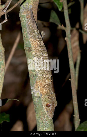 Gecko à queue de feuille moussus (Uroplatus sikorae), également connu sous le nom de sud de télévision à tail gecko. Son nom fait référence à la mossy-comme motifs de camouflage et de couleurs Banque D'Images