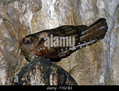 Oilbird (Steatornis caripensis) perché dans une grotte Banque D'Images