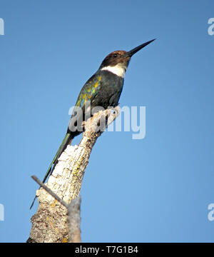 Jacamar (Galbula dea Paradise) perché sur un fond naturel de couleur bleue. Banque D'Images