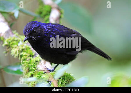 Sifflement brillant Bicknell (Myophonus melanurus) dans des forêts tropicales de Sumatra en Indonésie. Banque D'Images