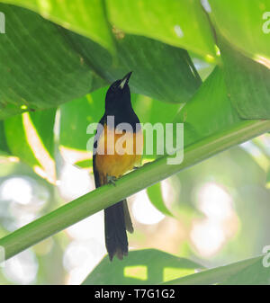 Homme oriole de Montserrat (Icterus oberi) perchés dans canopée de la forêt sur île de Montserrat dans les Caraïbes. Banque D'Images